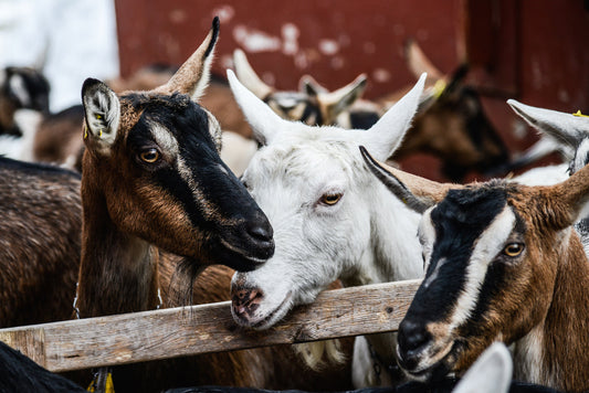 Goats have a reputation