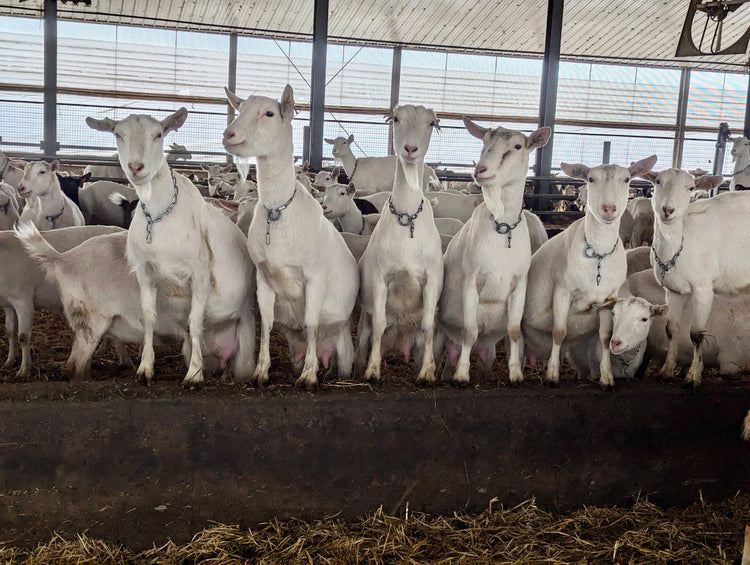 A row of white female goats in a barn looking at the camera