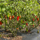 Garden with red and green hot peppers growing on plants.