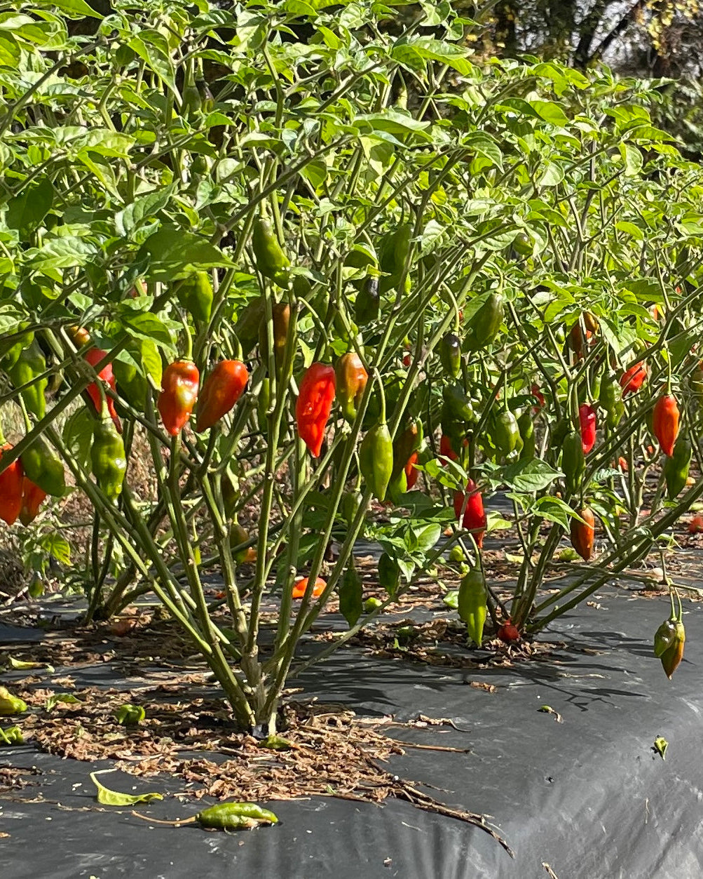 Garden with red and green hot peppers growing on plants.