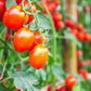 Clarified Tomato Broth - Butterfly Bakery of Vermont