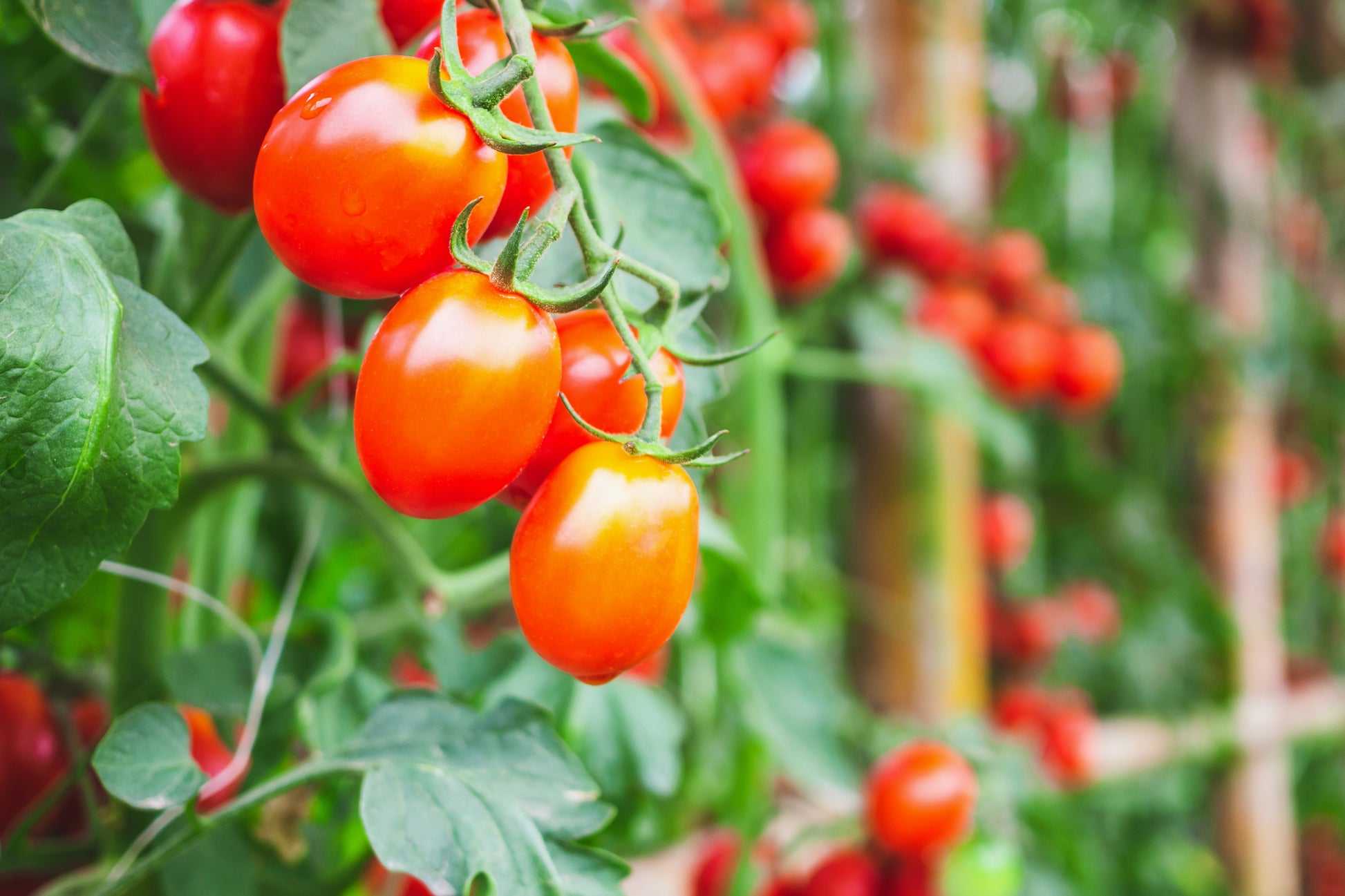 Clarified Tomato Broth - Butterfly Bakery of Vermont