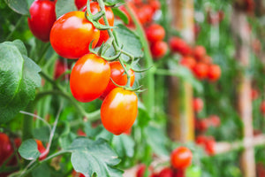 Clarified Tomato Broth - Butterfly Bakery of Vermont